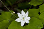 Rue anemone <BR>Windflower